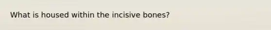 What is housed within the incisive bones?