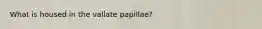 What is housed in the vallate papillae?