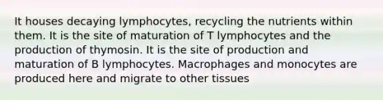 It houses decaying lymphocytes, recycling the nutrients within them. It is the site of maturation of T lymphocytes and the production of thymosin. It is the site of production and maturation of B lymphocytes. Macrophages and monocytes are produced here and migrate to other tissues