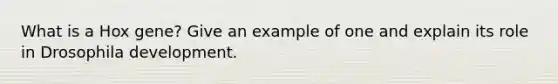 What is a Hox gene? Give an example of one and explain its role in Drosophila development.