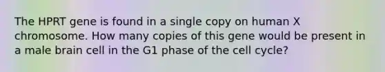 The HPRT gene is found in a single copy on human X chromosome. How many copies of this gene would be present in a male brain cell in the G1 phase of the cell cycle?