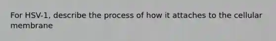 For HSV-1, describe the process of how it attaches to the cellular membrane