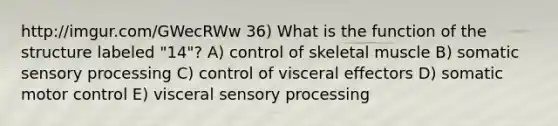 http://imgur.com/GWecRWw 36) What is the function of the structure labeled "14"? A) control of skeletal muscle B) somatic sensory processing C) control of visceral effectors D) somatic motor control E) visceral sensory processing