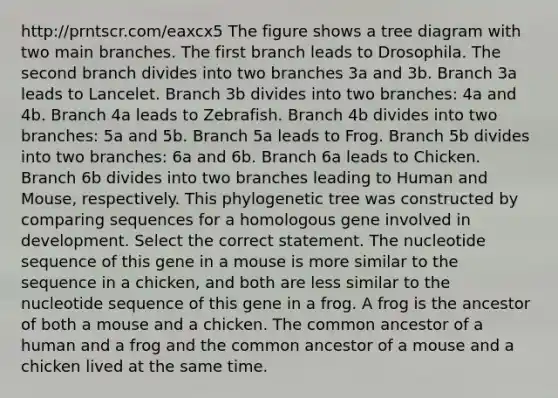 http://prntscr.com/eaxcx5 The figure shows a tree diagram with two main branches. The first branch leads to Drosophila. The second branch divides into two branches 3a and 3b. Branch 3a leads to Lancelet. Branch 3b divides into two branches: 4a and 4b. Branch 4a leads to Zebrafish. Branch 4b divides into two branches: 5a and 5b. Branch 5a leads to Frog. Branch 5b divides into two branches: 6a and 6b. Branch 6a leads to Chicken. Branch 6b divides into two branches leading to Human and Mouse, respectively. This phylogenetic tree was constructed by comparing sequences for a homologous gene involved in development. Select the correct statement. The nucleotide sequence of this gene in a mouse is more similar to the sequence in a chicken, and both are less similar to the nucleotide sequence of this gene in a frog. A frog is the ancestor of both a mouse and a chicken. The common ancestor of a human and a frog and the common ancestor of a mouse and a chicken lived at the same time.