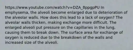 https://www.youtube.com/watch?v=DZA_8ppgpPU In emphysema, the alveoli become enlarged due to deterioration of the alveolar walls. How does this lead to a lack of oxygen? The alveolar walls thicken, making exchange more difficult. The enlarged alveoli put pressure on the capillaries in the lung, causing them to break down. The surface area for exchange of oxygen is reduced due to the breakdown of the walls and increased size of the alveoli.