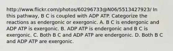 http://www.flickr.com/photos/60296733@N06/5513427923/ In this pathway, B C is coupled with ADP ATP. Categorize the reactions as endergonic or exergonic. A. B C is endergonic and ADP ATP is exergonic. B. ADP ATP is endergonic and B C is exergonic. C. Both B C and ADP ATP are endergonic. D. Both B C and ADP ATP are exergonic.