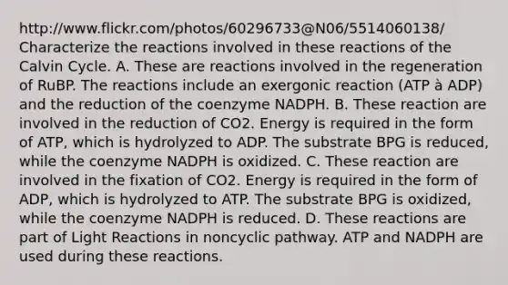 http://www.flickr.com/photos/60296733@N06/5514060138/ Characterize the reactions involved in these reactions of the Calvin Cycle. A. These are reactions involved in the regeneration of RuBP. The reactions include an exergonic reaction (ATP à ADP) and the reduction of the coenzyme NADPH. B. These reaction are involved in the reduction of CO2. Energy is required in the form of ATP, which is hydrolyzed to ADP. The substrate BPG is reduced, while the coenzyme NADPH is oxidized. C. These reaction are involved in the fixation of CO2. Energy is required in the form of ADP, which is hydrolyzed to ATP. The substrate BPG is oxidized, while the coenzyme NADPH is reduced. D. These reactions are part of Light Reactions in noncyclic pathway. ATP and NADPH are used during these reactions.