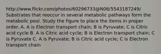 http://www.flickr.com/photos/60296733@N06/5543187249/ Substrates that reoccur in several metabolic pathways form the metabolic pool. Study the figure to place the items in proper order. A. A is Electron transport chain; B is Pyruvate; C is Citric acid cycle B. A is Citric acid cycle; B is Electron transport chain; C is Pyruvate C. A is Pyruvate; B is Citric acid cycle; C is Electron transport chain