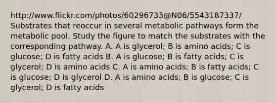 http://www.flickr.com/photos/60296733@N06/5543187337/ Substrates that reoccur in several metabolic pathways form the metabolic pool. Study the figure to match the substrates with the corresponding pathway. A. A is glycerol; B is <a href='https://www.questionai.com/knowledge/k9gb720LCl-amino-acids' class='anchor-knowledge'>amino acids</a>; C is glucose; D is fatty acids B. A is glucose; B is fatty acids; C is glycerol; D is amino acids C. A is amino acids; B is fatty acids; C is glucose; D is glycerol D. A is amino acids; B is glucose; C is glycerol; D is fatty acids