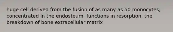 huge cell derived from the fusion of as many as 50 monocytes; concentrated in the endosteum; functions in resorption, the breakdown of bone extracellular matrix