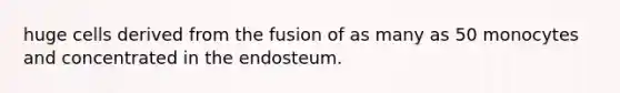 huge cells derived from the fusion of as many as 50 monocytes and concentrated in the endosteum.