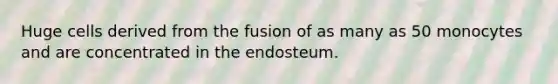 Huge cells derived from the fusion of as many as 50 monocytes and are concentrated in the endosteum.