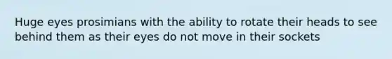 Huge eyes prosimians with the ability to rotate their heads to see behind them as their eyes do not move in their sockets