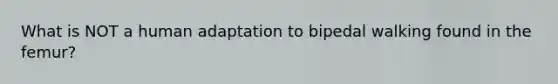 What is NOT a human adaptation to bipedal walking found in the femur?