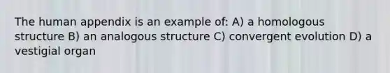 The human appendix is an example of: A) a homologous structure B) an analogous structure C) convergent evolution D) a vestigial organ