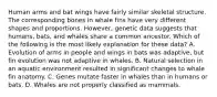 Human arms and bat wings have fairly similar skeletal structure. The corresponding bones in whale fins have very different shapes and proportions. However, genetic data suggests that humans, bats, and whales share a common ancestor. Which of the following is the most likely explanation for these data? A. Evolution of arms in people and wings in bats was adaptive, but fin evolution was not adaptive in whales. B. Natural selection in an aquatic environment resulted in significant changes to whale fin anatomy. C. Genes mutate faster in whales than in humans or bats. D. Whales are not properly classified as mammals.