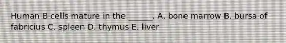 Human B cells mature in the ______. A. bone marrow B. bursa of fabricius C. spleen D. thymus E. liver