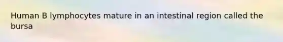 Human B lymphocytes mature in an intestinal region called the bursa