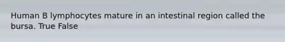 Human B lymphocytes mature in an intestinal region called the bursa. True False