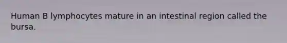 Human B lymphocytes mature in an intestinal region called the bursa.