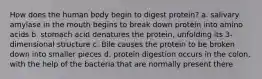 How does the human body begin to digest protein? a. salivary amylase in the mouth begins to break down protein into amino acids b. stomach acid denatures the protein, unfolding its 3-dimensional structure c. Bile causes the protein to be broken down into smaller pieces d. protein digestion occurs in the colon, with the help of the bacteria that are normally present there