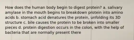 How does the human body begin to digest protein? a. salivary amylase in the mouth begins to breakdown protein into amino acids b. stomach acid denatures the protein, unfolding its 3D structure c. bile causes the protein to be broken into smaller pieces d. protein digestion occurs in the colon, with the help of bacteria that are normally present there