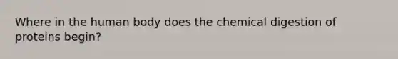 Where in the human body does the chemical digestion of proteins begin?