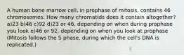 A human bone marrow cell, in prophase of mitosis, contains 46 chromosomes. How many chromatids does it contain altogether? a)23 b)46 c)92 d)23 or 46, depending on when during prophase you look e)46 or 92, depending on when you look at prophase (Mitosis follows the S phase, during which the cell's DNA is replicated.)