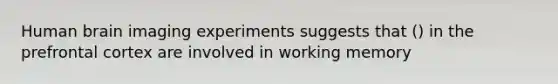 Human brain imaging experiments suggests that () in the prefrontal cortex are involved in working memory