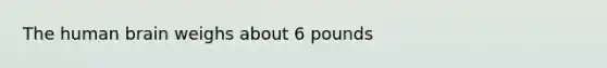 The human brain weighs about 6 pounds