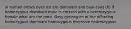 in human brown eyes (B) are dominant and blue eyes (b) if homozygous dominant male is crossed with a heterozygous female what are the most likely genotypes of the offspring homozygous dominant homozygous recessive heterozygous