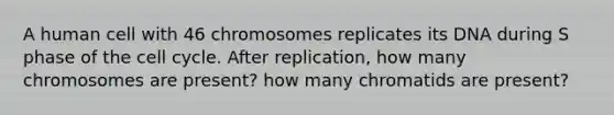 A human cell with 46 chromosomes replicates its DNA during S phase of the <a href='https://www.questionai.com/knowledge/keQNMM7c75-cell-cycle' class='anchor-knowledge'>cell cycle</a>. After replication, how many chromosomes are present? how many chromatids are present?