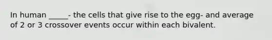 In human _____- the cells that give rise to the egg- and average of 2 or 3 crossover events occur within each bivalent.