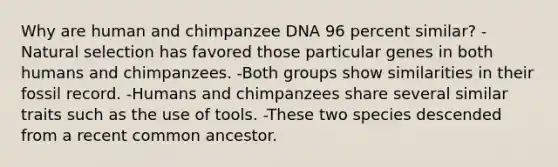 Why are human and chimpanzee DNA 96 percent similar? -Natural selection has favored those particular genes in both humans and chimpanzees. -Both groups show similarities in their fossil record. -Humans and chimpanzees share several similar traits such as the use of tools. -These two species descended from a recent common ancestor.