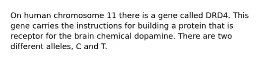 On human chromosome 11 there is a gene called DRD4. This gene carries the instructions for building a protein that is receptor for the brain chemical dopamine. There are two different alleles, C and T.