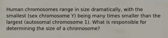 Human chromosomes range in size dramatically, with the smallest (sex chromosome Y) being many times smaller than the largest (autosomal chromosome 1). What is responsible for determining the size of a chromosome?