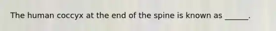 The human coccyx at the end of the spine is known as ______.