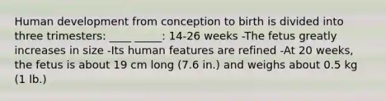 Human development from conception to birth is divided into three trimesters: ____ _____: 14-26 weeks -The fetus greatly increases in size -Its human features are refined -At 20 weeks, the fetus is about 19 cm long (7.6 in.) and weighs about 0.5 kg (1 lb.)