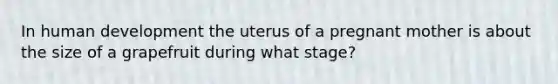 In human development the uterus of a pregnant mother is about the size of a grapefruit during what stage?