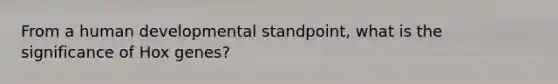 From a human developmental standpoint, what is the significance of Hox genes?