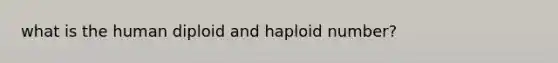 what is the human diploid and haploid number?