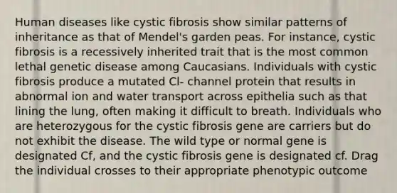 Human diseases like cystic fibrosis show similar patterns of inheritance as that of Mendel's garden peas. For instance, cystic fibrosis is a recessively inherited trait that is the most common lethal genetic disease among Caucasians. Individuals with cystic fibrosis produce a mutated Cl- channel protein that results in abnormal ion and water transport across epithelia such as that lining the lung, often making it difficult to breath. Individuals who are heterozygous for the cystic fibrosis gene are carriers but do not exhibit the disease. The wild type or normal gene is designated Cf, and the cystic fibrosis gene is designated cf. Drag the individual crosses to their appropriate phenotypic outcome