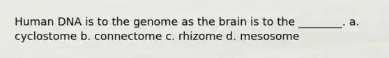 Human DNA is to the genome as the brain is to the ________. a. cyclostome b. connectome c. rhizome d. mesosome