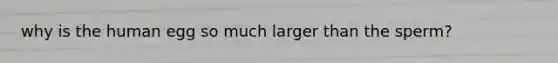 why is the human egg so much larger than the sperm?