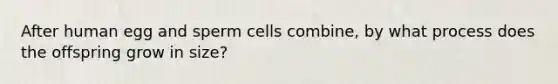 After human egg and sperm cells combine, by what process does the offspring grow in size?