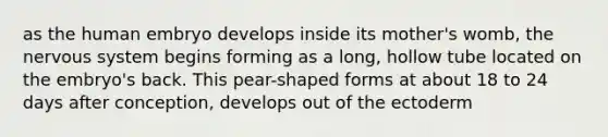as the human embryo develops inside its mother's womb, the <a href='https://www.questionai.com/knowledge/kThdVqrsqy-nervous-system' class='anchor-knowledge'>nervous system</a> begins forming as a long, hollow tube located on the embryo's back. This pear-shaped forms at about 18 to 24 days after conception, develops out of the ectoderm