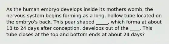 As the human embryo develops inside its mothers womb, the nervous system begins forming as a long, hollow tube located on the embryo's back. This pear shaped _____, which forma at about 18 to 24 days after conception, develops out of the ____. This tube closes at the top and bottom ends at about 24 days?