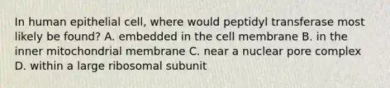 In human epithelial cell, where would peptidyl transferase most likely be found? A. embedded in the cell membrane B. in the inner mitochondrial membrane C. near a nuclear pore complex D. within a large ribosomal subunit