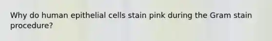 Why do human epithelial cells stain pink during the Gram stain procedure?