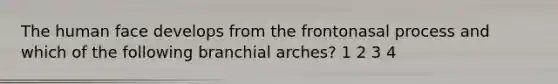 The human face develops from the frontonasal process and which of the following branchial arches? 1 2 3 4